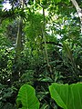 Inside the Bolz Conservatory