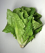 lettuce (Lactuca sativa)