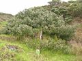 Koaiʻa tree showing the short, broad form