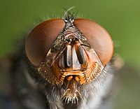 Llygad y pryf glas, Calliphora vomitoria