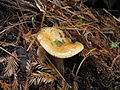 Lactarius rubrilacteus