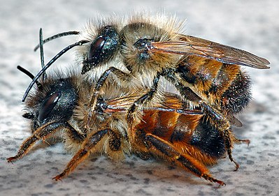 Osmia rufa couple