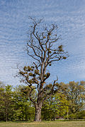 Robinia pseudoacacia with a variety of mistletoes