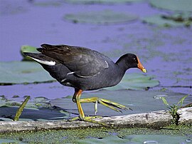 Woaterhoentje (Gallinula chloropus)