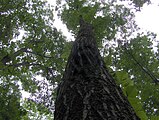 Red Oak tree along the Right Sawmill Trail