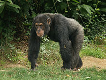 Esemplare maschio a La Vallée de Singes, a Romagne, Francia.