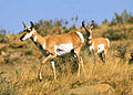 Pronghorn.