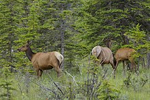 Rocky Mountain Elk