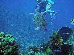 Green sea turtle with remora fish on its back