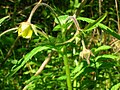 Geum × intermedium (Geum urbanum × Geum rivale)