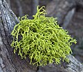 Letharia vulpina at Mt. Gleason, California.