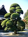 Cloud tree at Katori