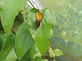 Aristolochia sempervirens