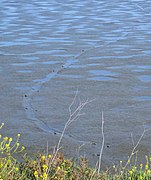 Beaver tracks east of Adobe Creek levee in Charleston Slough April 2008, Courtesy of Richard Stovel