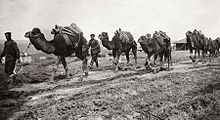 A photo of Bulgarian military-transport camels in 1912