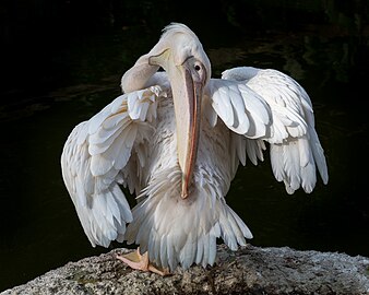 Pelecanus onocrotalus (Great white pelican) cleaning the feathers of its back