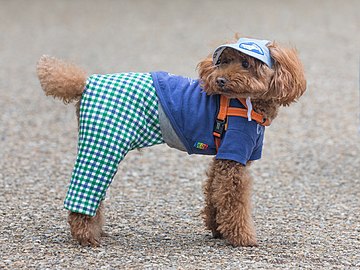 Toy Poodle wearing clothes in Tokyo