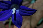 Royal bluebell