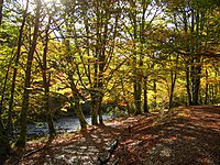 Alte Buchenwälder und Buchenurwälder der Karpaten und anderer Regionen Europas