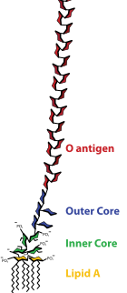 Lipopolysaccharide (LPS)