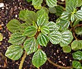 Peperomia meridensis