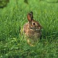 Second trophic level Rabbits eat plants at the first trophic level, so they are primary consumers.