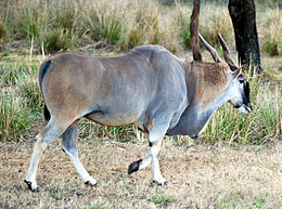 Kana (Taurotragus oryx)