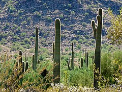 Pădure de cactuși Saguaro