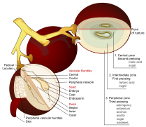 Wine grape diagram en