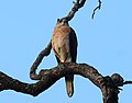 Levant sparrowhawk