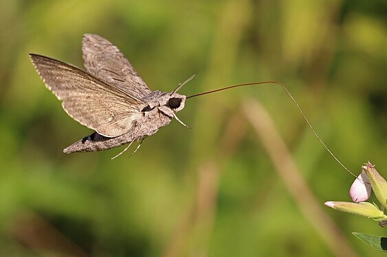 Convolvulus hawk moth (Agrius convolvuli)