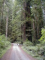 Redwood National Park