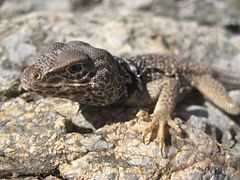 Collared lizard