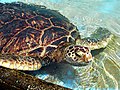 Image 5 Green sea turtle More selected pictures