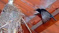 Male Palestine sunbird in Tzofit, Israel