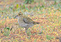 Winter plumage; November, Norfolk, UK