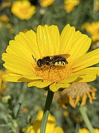 Stratiomys maculosa (fly)