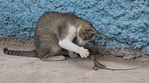 Seated felis silvestris catus (domestic cat) playing with a passive calotes versicolor (Oriental garden lizard)