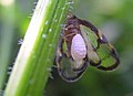 A avelaíña Epiricania hagoromo (Epipyropidae) alimentándose de Euricania facialis