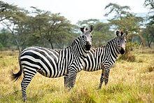 Grants zebras in Lake Mburo National Park,Uganda