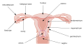 Uterus i uterine cijevi