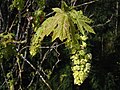 Cvetovi in mladi listi Acer macrophyllum