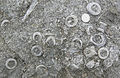 Crinoid-rich limestone (Silurian, Pridoli) at Kaugatuma, Saaremaa, Estonia.