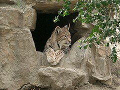 Eurasian lynx