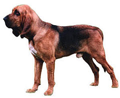 Saint-Hubert / Bloodhound