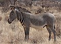 Zebra di Grevy