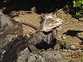 A Lesser Antillean iguana na layas Dominica