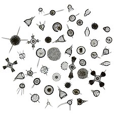 Like diatoms, radiolarians come in many shapes.