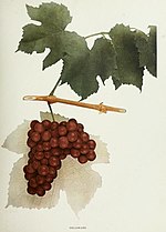 Thumbnail for File:Delaware grape.jpg