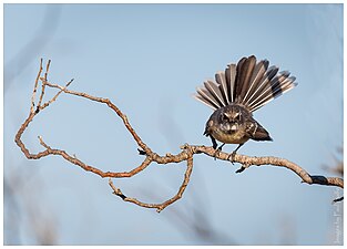 Mangrove fantail